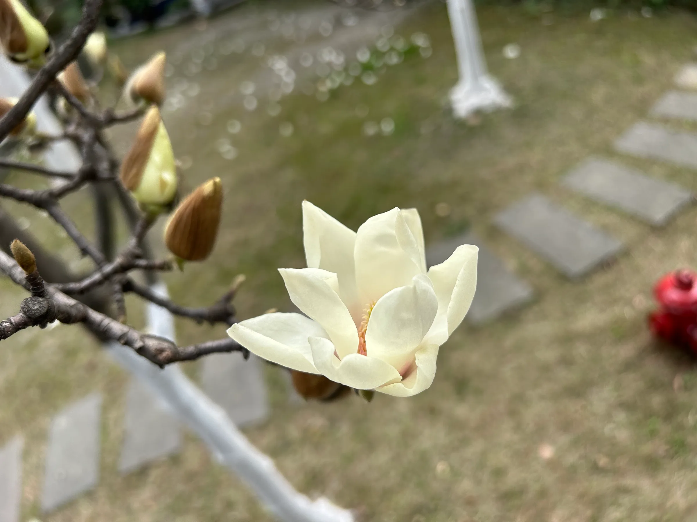 💮平安桥天主教堂的玉兰花